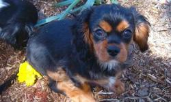 2 adorable Cavalier pups, ready now, born Jan 1, 2013. Very affectionate, social, playful but calm, and beautiful.
One TRICOLOR female and one BLACK AND TAN male available.
Cavaliers make ideal companions and are happy, social dogs who want to be part of