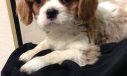 AKC Cavalier King Charles Spaniel Puppies!
Male and Female available. Black and Tan.
And Blenheim
Will be ready March 10th
Up to date on shots and Dewormings
&&
Vet checked