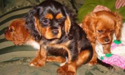 Beautiful, sweet and affectionate Cavalier pups. One ruby female and two males -- one ruby (very small) and one black and tan. Three months old, paper-trained, and ready to go now or will hold with deposit.
Pups are vet checked, vaccinated, wormed, sold