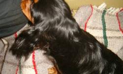 1 Black-and-Tan male Cavalier pup, ready now, born Jan 1, 2013. Very affectionate, social, playful but calm, and beautiful. Thick, wavy, glossy coat and beautiful markings.
Cavaliers make ideal companions and are happy, social dogs who want to be part of