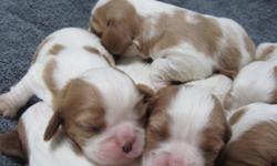 Amazing litter. 5m/3f. Sire Champion Pointed. Both parents have all health certifications done ( heart, eyes, patellas).
Beautifully marked. These are the sweetest dogs ever! Perfect for Children. Will be ready for Easter.
Pups will come with AKC papers.