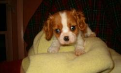 New Year Babies -- Cavalier King Charles Spaniels, whelped 1/1/13. Will be ready for their new homes end of February but available for visits now. Can hold with deposit. Beautiful puppies! Fantastic breed.
Parents and grandparents on premises. Pups sold