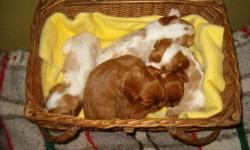 Adorable babies, seen here in pictures at 3 weeks, ready May 24, taking deposits now. Blenheims or Ruby, males or females available. Males $1200; Females $1250..
Cavaliers are an outstanding breed, happy and social, and make wonderful companions.
We are