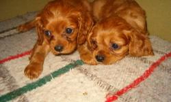 Only two little boys left. Adorable, healthy, playful and affectionate. Born 3/25 and ready now or can hold with deposit. .
Cavaliers are an outstanding companion breed, happy and social, easy to train and maintain.
We are not a kennel. All dogs lovingly