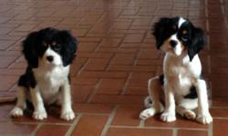 Cavalier King Charles Spaniel Puppies
Ready to go now
UP to date on shots and dewormings
Vet checked.
Parents on Premises