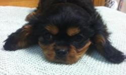 Cavalier puppies
Ready to go now. Males and Females
Luvlyacrescavaliers.com