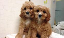 Cavapoo Puppies!
Ruby Color
&
White with Brown markings
Vet Checked
Up to date on shots and dewormings
Ready to go!