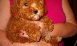 Adorable cavapoo puppies, one male and three females, born May 12 and ready now, wormed, with first shots.
We are not a kennel. All pups lovingly raised in our home and are well socialized, with plenty of affection and attention. Parents on premises. We