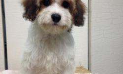 Cavapoo Puppies Available
Ruby male
&
White Male
Ready to go !
up to date on shots and deworming.
Offered by Breeder