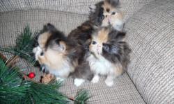 3 Calico Girls Dob 11/8/14 ready in January, will hold with deposit, friendly, social, email with any additional questions... visit my website www.persianmenagerie.com