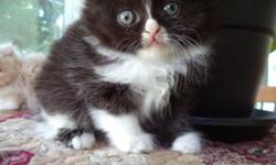 Beautiful doll face Calico female....ready to go..first shot, dewormed, friendly, social litter boxed trained.