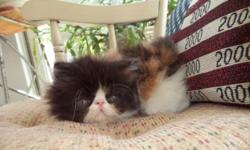 2 black/white boys and 2 calico girls...friendly, social, first shot, dewormed...