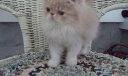 DOB 6/14/13
Free of all parasites
PKD Negative
Healthy
First shot
Litter box trained
www.persianmenagerie.com