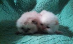 CFA registered Persian and Himalayan kittens. Tortie, flame, cream, and blue Himalayans. Red, black and tortoiseshell Persians. will be ready to go August 15th. Reserve yours now. References available