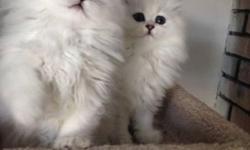 Love Persians Cattery Long Island, NY
If you're looking to add a new family member, we have the most loving personality and healthy registered purebred Persians around.
We carry the famed trusted Fancy Feast bloodline as seen on television commercials.