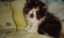 Cfa, pure persian calico, no cpc, healthy, gentle, friendly, ready for her new home toward the end of May, first shot, email with any additional questions..