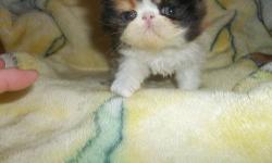 Beautiful little calico pure persian female, friendly, social, ready for her new home end of May, will have first shot, email with any additional questions..