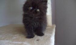 Please check out my website I have some available persian kittens..
www.persianmenagerie.com