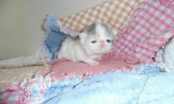 Beautiful Healthy CFA Pure Persian Kittens, ready end of April, will have first shot, dewormed, health record, goody bag....
www.persianmenagerie.com