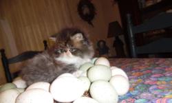 CFA Pure Persian kittens, no CPC in the line, healthy, dewormed, first shot health record, goody bag, www.persianmenagerie.com