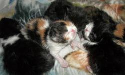 Ready mid May....2 black/white boys ....really nice healthy litter...nice markings, will have first shot, litter box trained, email if interested...
Baby pics and updated pics done 4/15/13