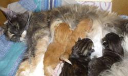 CFA registered, absolutely adorable, healthy, socialized 1 week old maine coon kittens -red & tortie girls & red boys. Parents are CFA Champions, American & European blood lines ? NO possible inbreeding. We are in NYC. Kittens will be for sale with health
