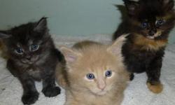 CFA registered, healthy, socialized 1 month old maine coon kittens ?cream and blue (smoke??) boys and tortie girl. Father is a CFA Champion -perfect blue smoke from Europe and mother is a gorgeous unstoppable purring tortie. We are in NYC. All kittens