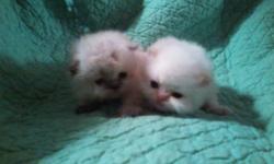 Beautiful CFA registered Himalayan kittens. Reserve yours now will be ready April 15th. Will be current on vaccinations and come with health guarantee. Blue cream , flame, and tortie females. Blue, flame, and seal males. Delivery available to some areas.