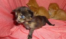 CFA registered, absolutely adorable, healthy, socialized 4 weeks old maine coon kittens ? 2 red boys, red & tortie girls. Parents are CFA Champions, American & European blood lines ? NO possible inbreeding. We are in NYC. Kittens will be for sale with