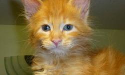 CFA registered 9 weeks old maine coon kittens ? Ready do go to new forever home - 1 cream and 1 red boys. Parents are CFA Champions.
Checked by vet, received 1st baby shots and dewormed.
Active, playful, sweet, eating can and dry food, health guarantee.