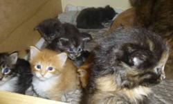 CFA registered, absolutely adorable, healthy, socialized 3 weeks old maine coon kittens -blue, silver & black torie girls & red, cream, brown/white & red/white boys. Parents are CFA Champions, no inbreeding. We are in NYC. Kittens will be for sale with