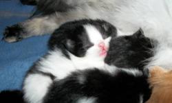 All healthy Boys..
4 black/white nice markings
1 red/white
Will come with first shot, fully litterbox trained, well socialized...
email with any additional questions..
DOB 1/19/13
I attached pic of two cream/white kittens from previous litter so you can