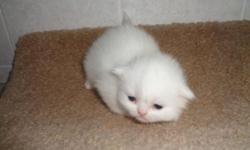 Four White (male and female) kittens at $800 each and one Red Persian kitten for $700.
Our kittens are NEVER caged, so their personalities are friendly and not afraid of people.
These kittens are raised between kids and other cats, so they are very