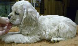 Gorgeous silver Cocker Spaniel puppy, Champion sired. Pedigree includes the top Cocker Spaniels in the country. Sweet disposition, friendly and outgoing. Tail never stops wagging. E-mail for pedigree and additional photos. [email removed]