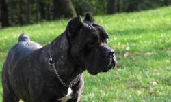 Noveya x Owner - Due Febuary 11
Noveya is ranked in the top 10 CC's of 2011 and is ranked #3 in the US for 2012. She is a Grand Champion and has earned Championships in the AKC and UKC show rings. She has a great structure and superior movement- she