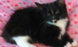 Female Maine Coon Kitten DOB 5/6/16 White with Black, CFA Registered, shots. $100 Deposit will hold. She is so Cute! Started training her to walk on a lead today. Call 315-729-9200 for more info