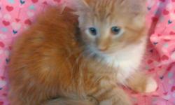 Champion Sired Male Maine Coon Kitten DOB 5/6/16 Red and White, CFA Registered, shots. We went to an antiques show last week and started training on leash walking, what a great kitty! Call 315-729-9200 for more info