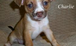 Hi, this is Charlie and he is a purebred Chihuahua puppy. He was born on 3/20 and can go to his forever home on 5/15. He is a tan/reddish color with white markings, and he has a little black & white merling under his chin. (Two of his brothers in this