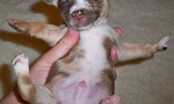 Hi, this is Charlie and he is a purebred Chihuahua puppy. He was born on 3/20 and he can go to his forever home on 5/15. He is shades of brown and white, and I'm told he looks merle. His 2 other brothers in the litter had red merle in them as well. (They