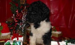 Black and white tuxedo male. Very handsome!!!
AKC Standard Poodles. Ready Jan 3rd.
Parti chocolates and black and whites.
Parents are pets. Puppies are raised indoors and socialized.
Will be vet checked with first shots and wormings.
Health guarantee.