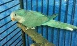 Charlie Bird is a 8 year old Blue Fronted Amazon.He has been sex'd in 2005 and is a male I have the paperwork from it. He comes with a 4ft 8 in Cage with multiple perch's in it, a glass water bottle and hanging toy. What ever food he has will go with him.