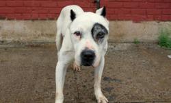 Petey is located at Brooklyn Animal Care and Control. I am not affiliated with them. For more info about Petey or to see his current status, copy/paste this link: