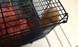 Charming Light Tan Long Hair Red Eyes Bear Hamsters 3 weeks old and 2 months old, I have male and female at $15.00 each, you can call, text, or email me at any time.