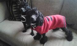 " CHASE & CHANCE " The miniature black poodles (( 1 1 months old)) black poodles is just beautiful inside and out. These little geniuses comes with health record up to date vaccs. & deworming . " CHASE & CHANCE " IS (( UNREGISTERED & NOT NUETERED )) The