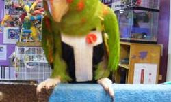 Hello, I have a 18 year old DNA female Cherry Head Conure for sale. She says a few words and steps up well, laughs, and uses a bird diaper when out of the cage. It is the tux in the photos. She can be shy when first meeting you. But will give kisses and