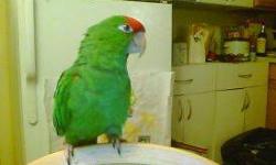 HELLO I HAVE A FAMILY BIRD I HAVE TO FIND A HOME FOR HIS NAME IS TANGO AND HE IS VERY SWEET BUT A LITTLE SHY TO NEW PEOPLE AT FIRST. LOVES HIS TOYS AND TALKS A LOT HE SAYS APPLE, GIMM GIMM, WHATCHA DOIN . LET ME OUT, CRACKER GIMM GIMM, HE LOVES TO KISS