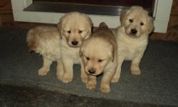 AKC Champion Bloodline Chesapeake Bay Retriever puppies for sale
$650.00 females
$600.00 males
pups will be ready to go the week of June 17,2013
they will have their first round of shots and vet checked.
please call :518-569-1068
or email for pics :