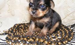 Chinese Crested/Chihuahua mix baby. Will look like a purebred
VERY SMALL black and tan Chihuahua.
NOT hairless- short coat- possibly powder puff type coat.
Will be seen by a vet for shots and wormings.
Health Guarantee.
Go home with security blanket,