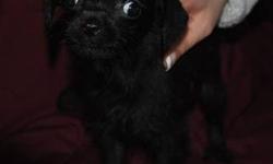 he is a chi-poo black little boy puppy
he is 2 pounds- eight weeks old
and is a genuine tea cup chipoo
he should grow to 5 or 6 pounds
he has had all of his first shots and vet visit
607 651 5277