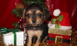 Chinese Crested/Chihuahua mix baby. Will look like a purebred
VERY SMALL black and tan Powder Puff.
NOT hairless- short coat- powder puff type coat.
Will be seen by a vet for shots and wormings.
Health Guarantee.
Go home with security blanket, toys, hand